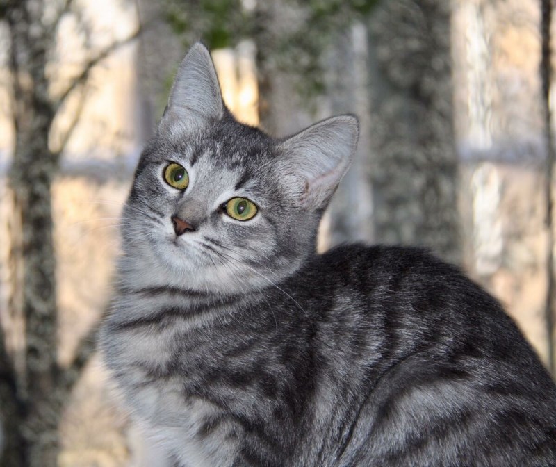 Азиатская дымчатая кошка