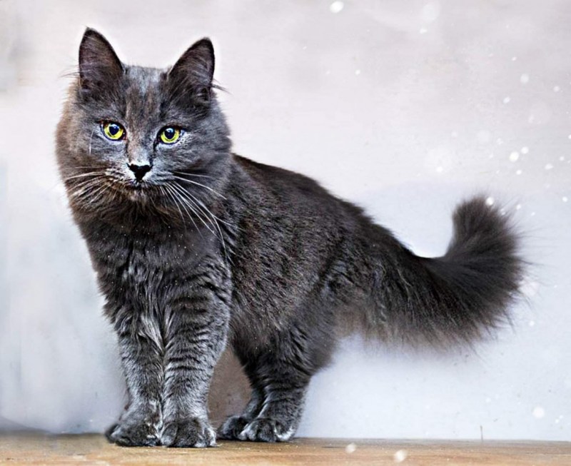 Сибирская голубая кошка