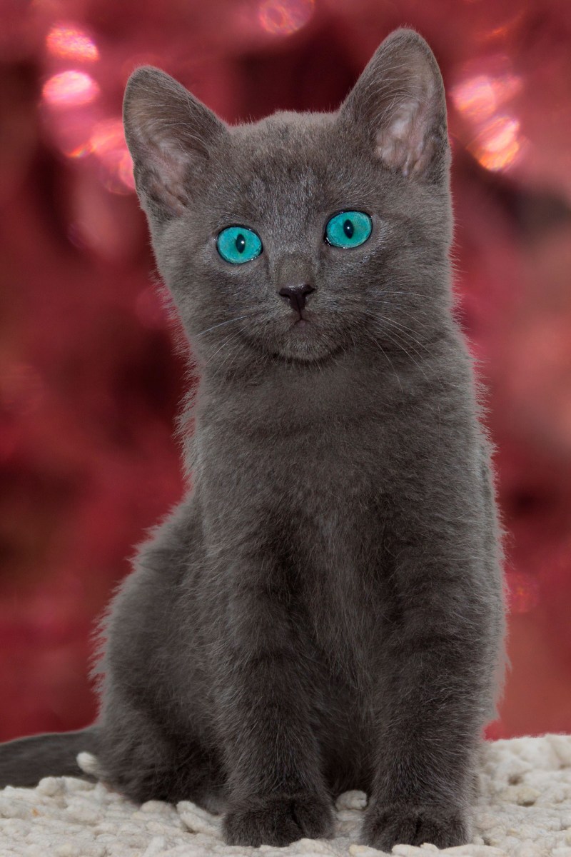 Кошки породы шартрез