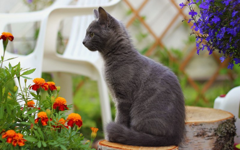 Кошка сидит
