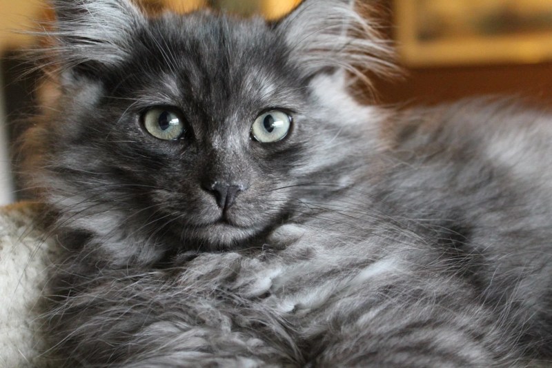 Серая дымчатая кошка