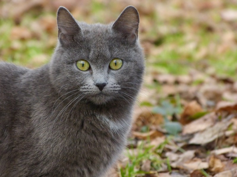Дымчатый кот британец котенок