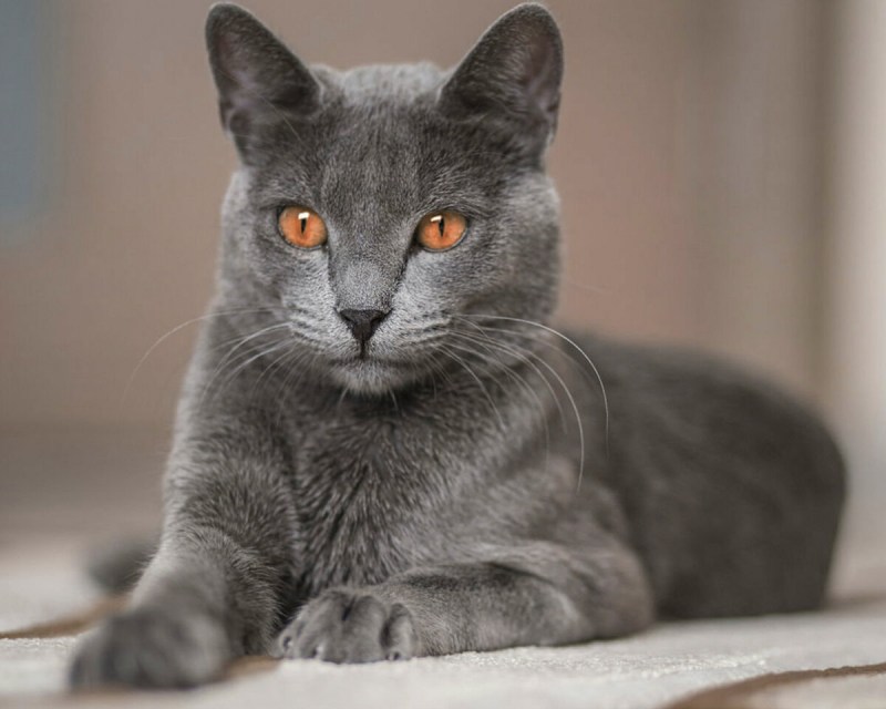 Нибелунг кошка