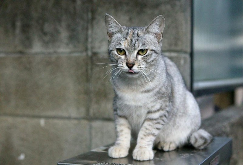 Австралийский мист (дымчатая кошка)