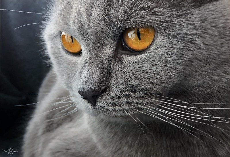 Сибирский Нибелунг котенок