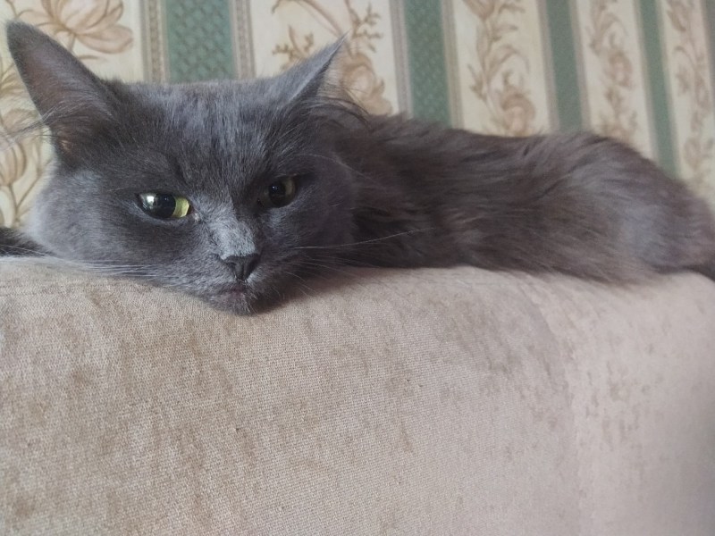 Анатолийская кошка серая