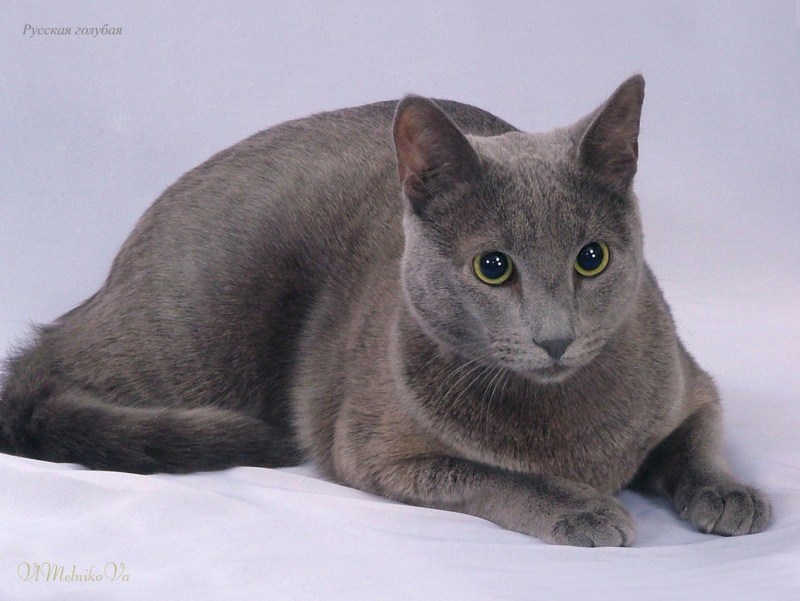Британская короткошёрстная кошка шартрез
