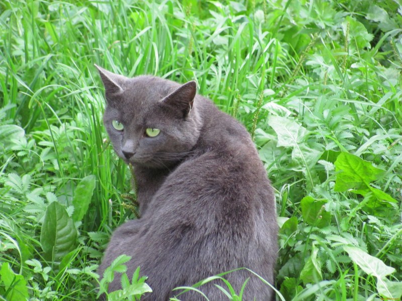 Британская короткошёрстная кошка