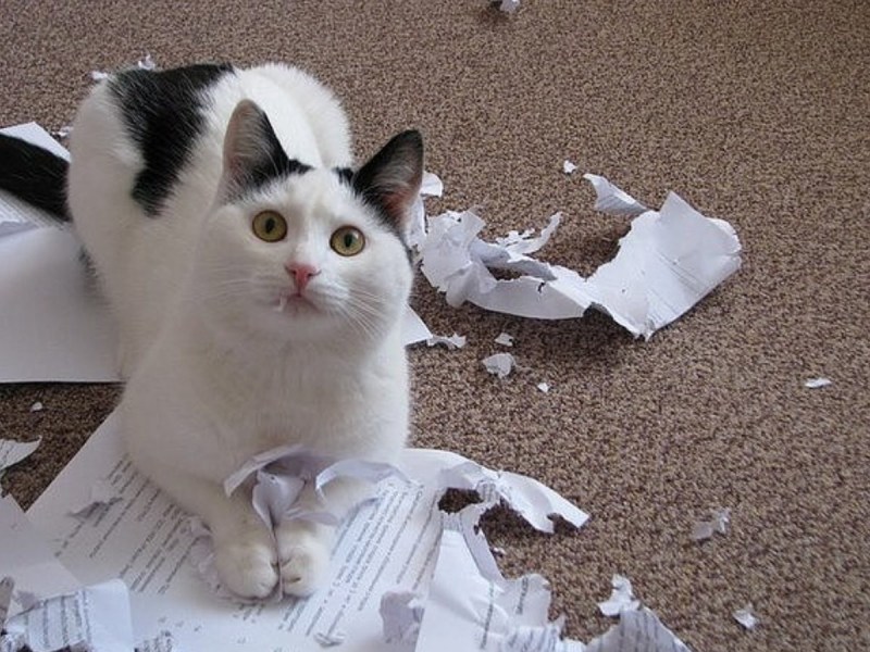 Нашкодивший котенок