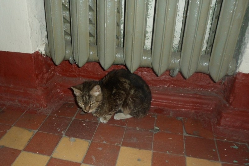 Кот нахулиганил