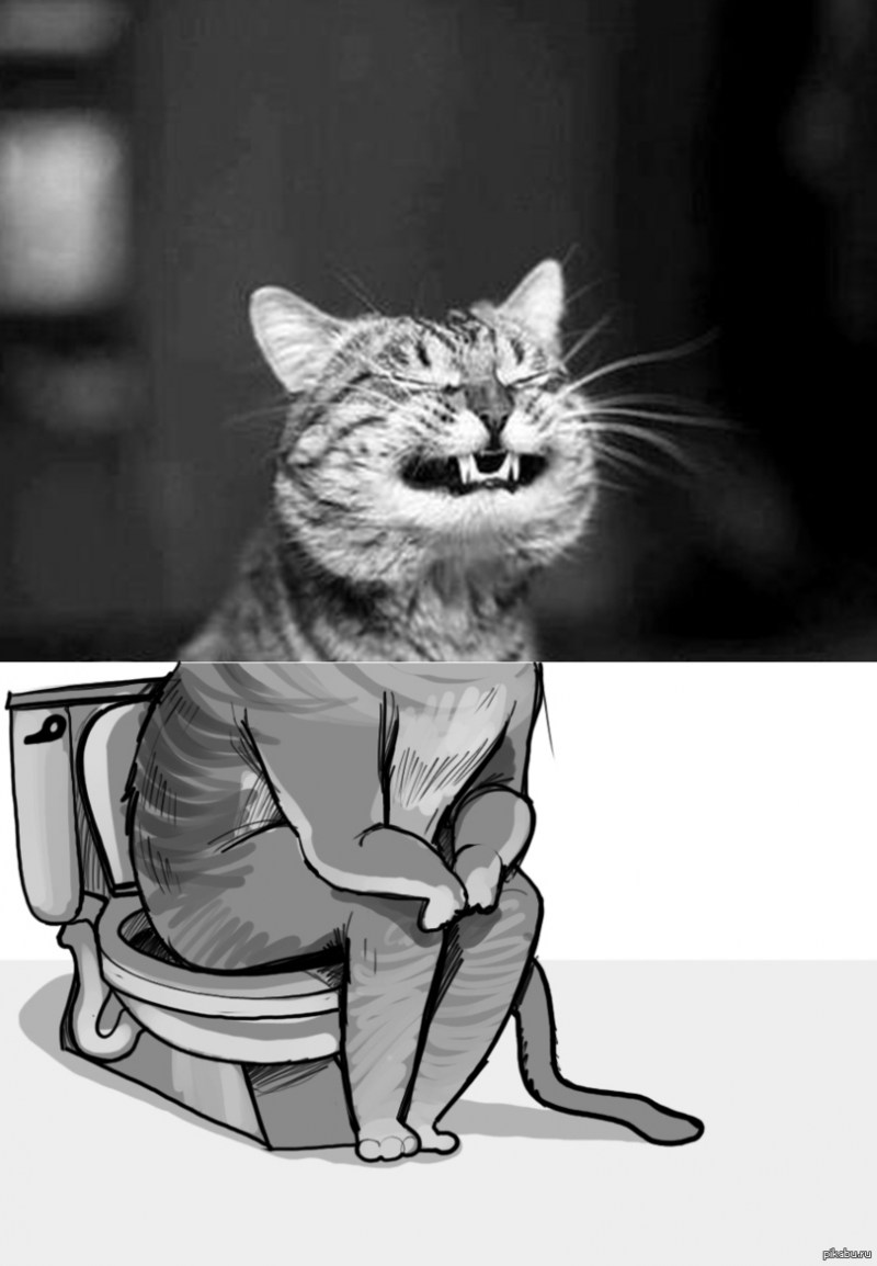 Кот какает