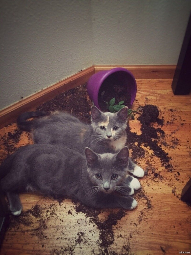 Кошка пакостит