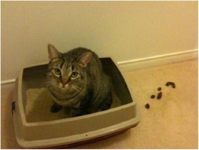 Коты шкодники