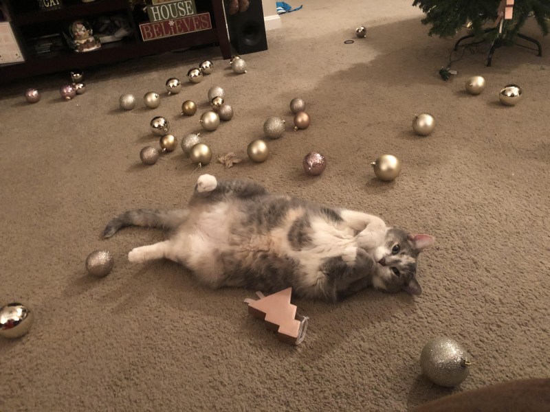 Лоток для кошек