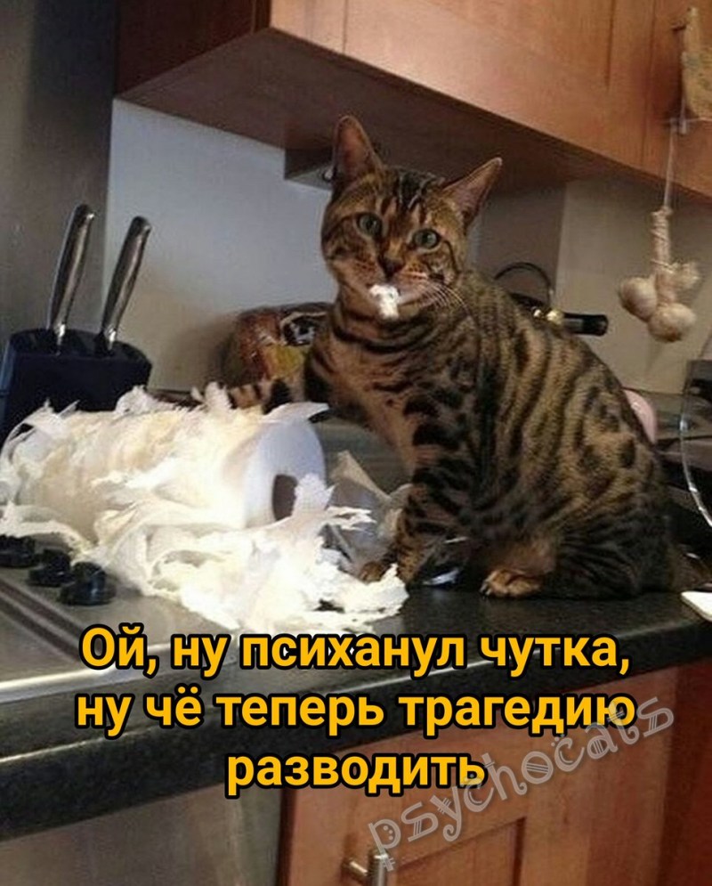 Фото животные пакостники дома
