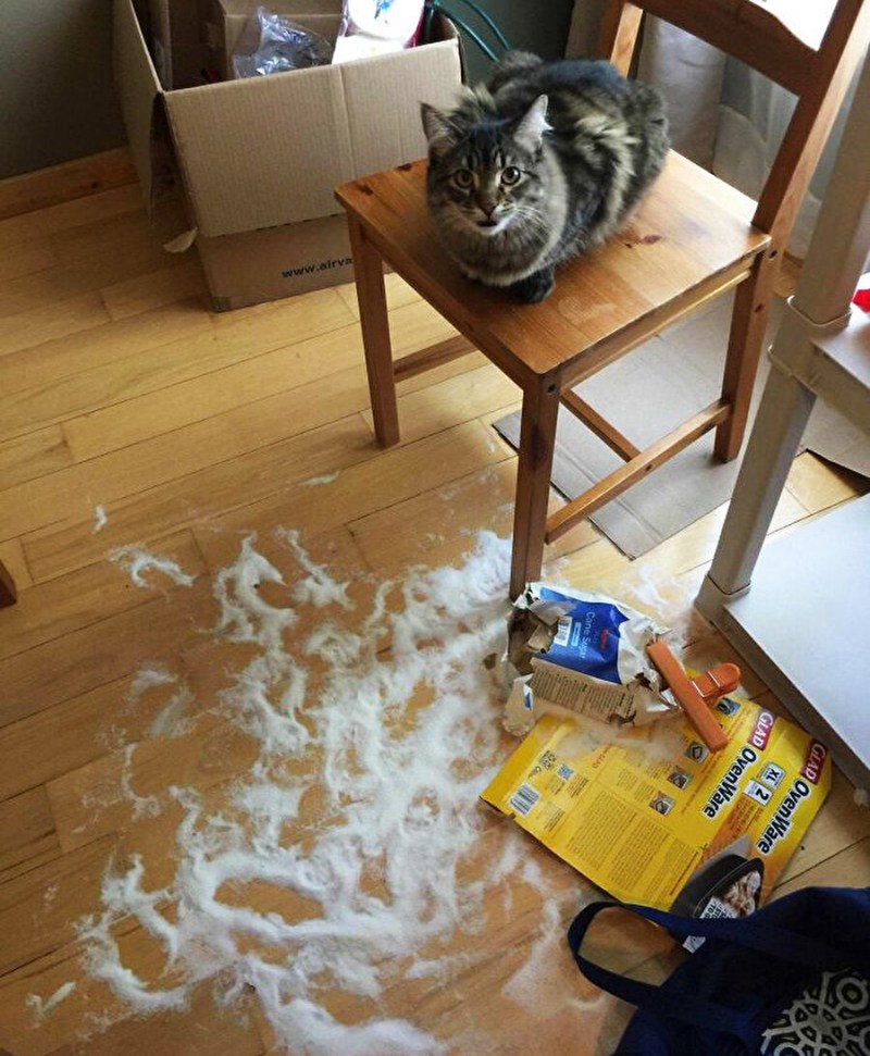 Смешные коты в ванной