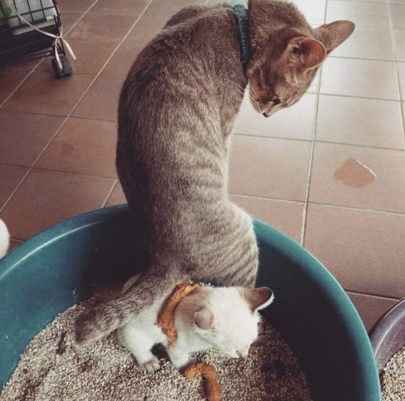 Наполнитель для кошек