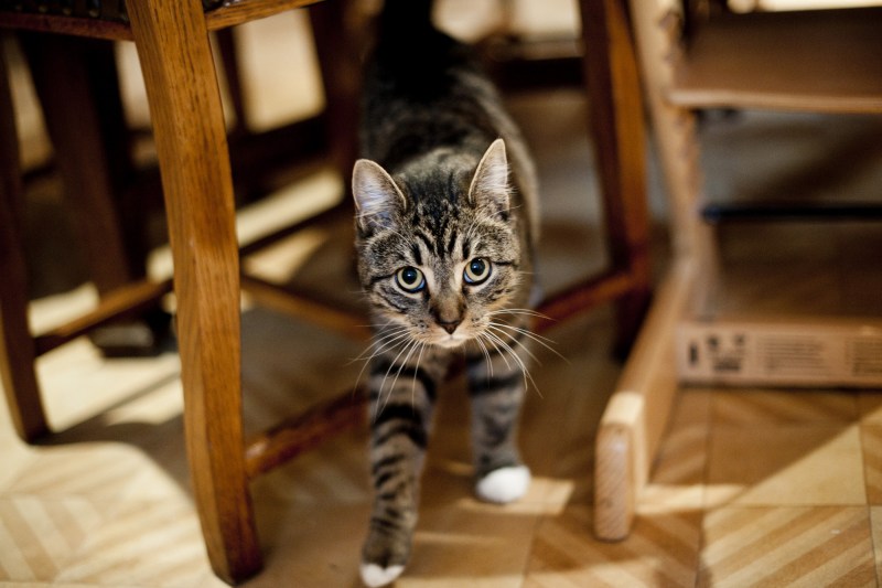Кот хулиган