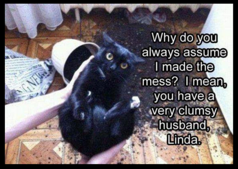 Коты безобразничают