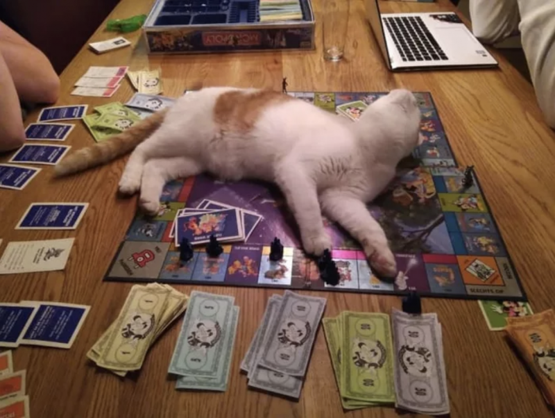 Чудные котики