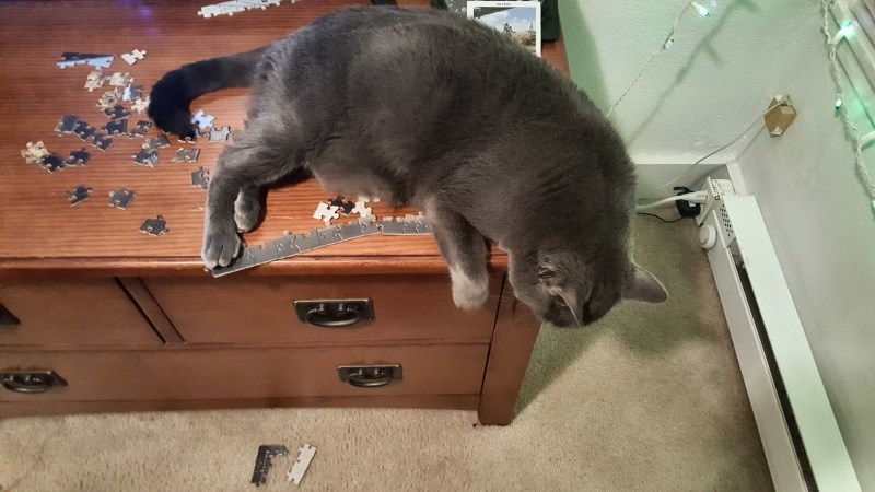 Кошачий лоток прикол