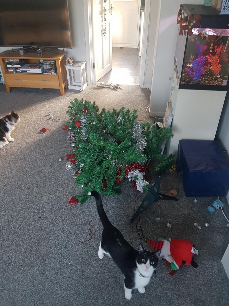 Веселый котик