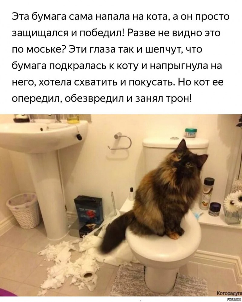Нашкодившие коты