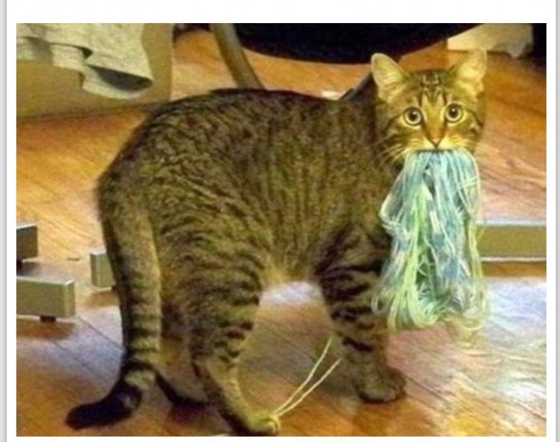 Рыжий котенок умывается