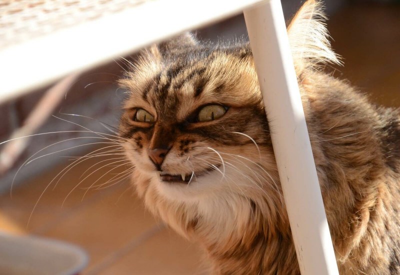 Кот какает