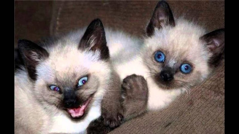 Коты шкодники