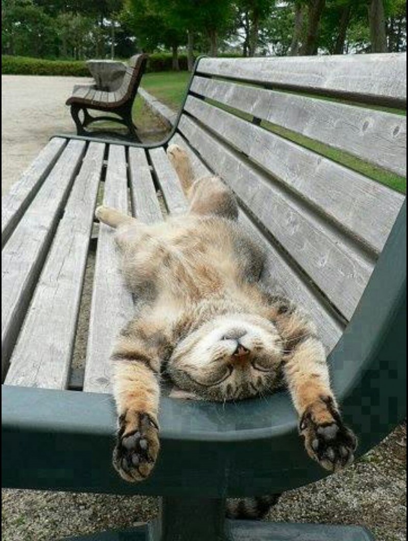 толстый кот на скамейке