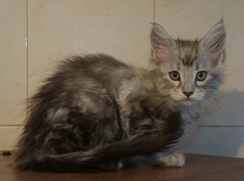 Кот Мейн кун