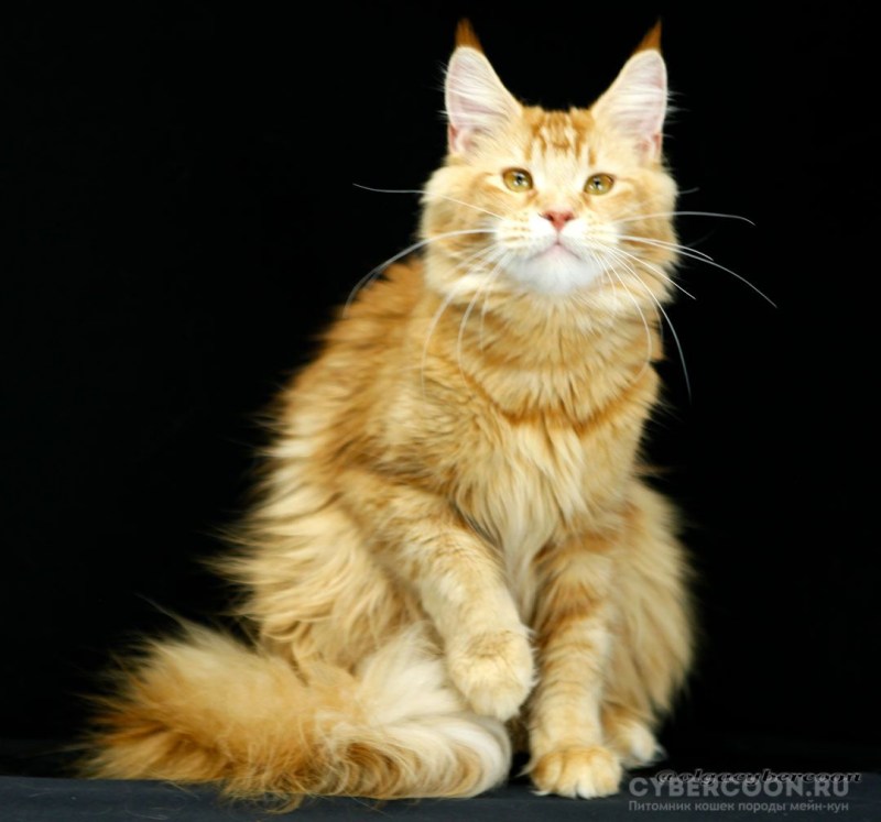 Коты разного размера