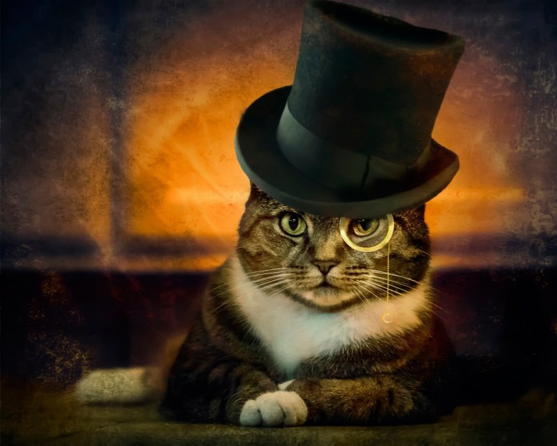 Котик в шляпе