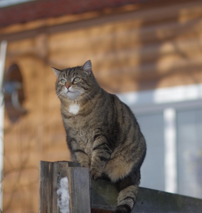 Главный котик Новосибирска конкурс