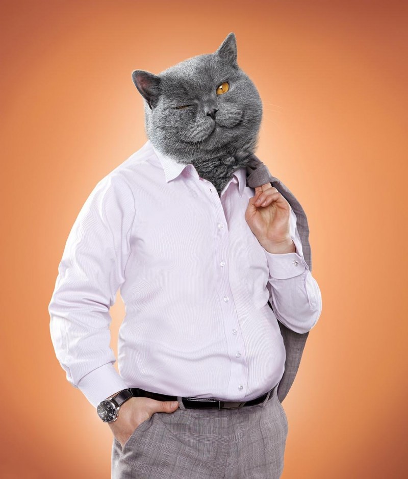 Толстый кот в костюме