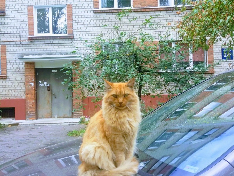Солидный котик