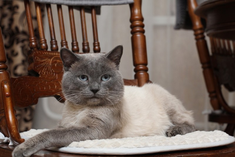 Картина маслом коты на холсте