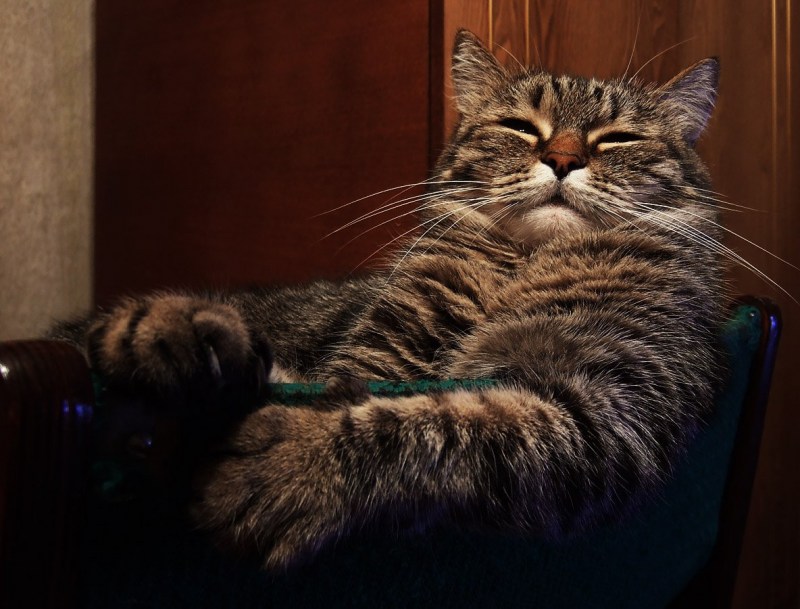Котик начальник