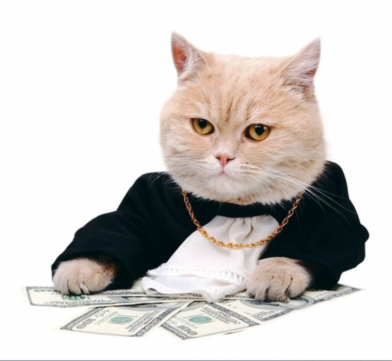 Котик бизнесмен