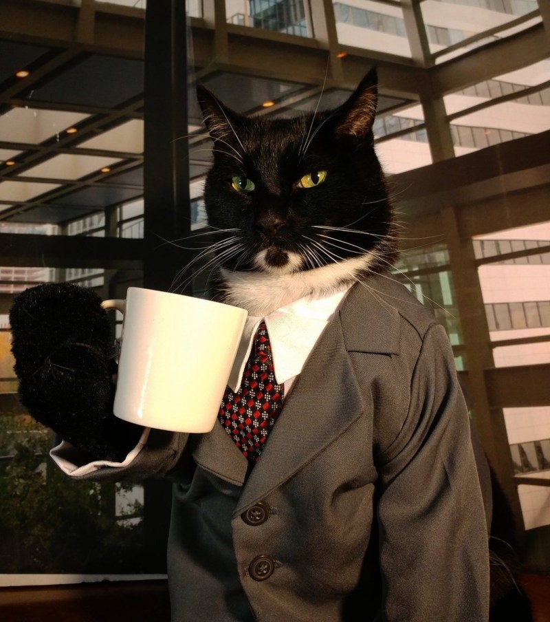Котики на эстафете
