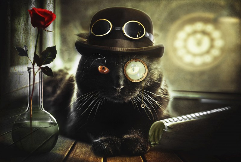 Коты в шляпах