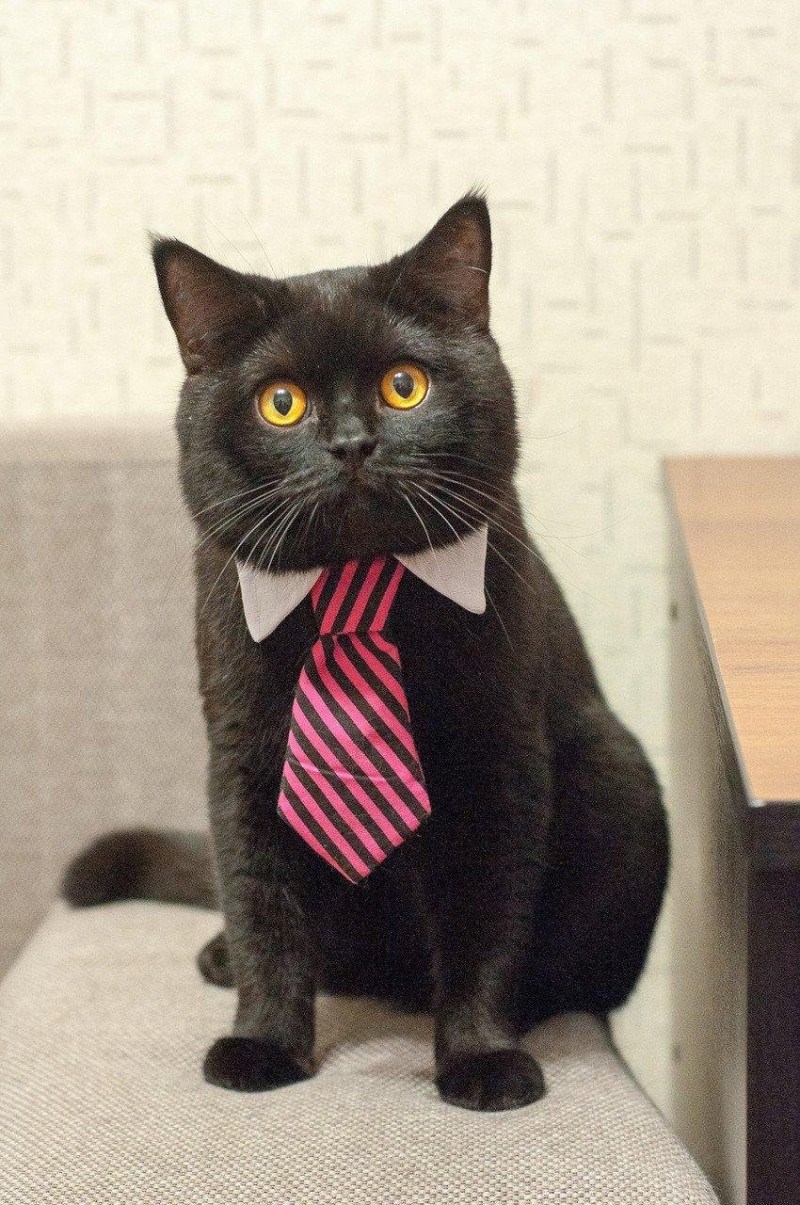 Коты в деловых костюмах