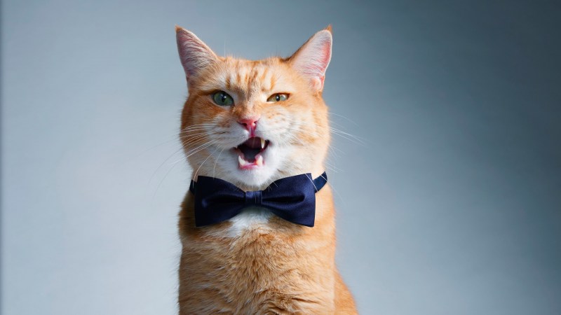 Коты в деловых костюмах