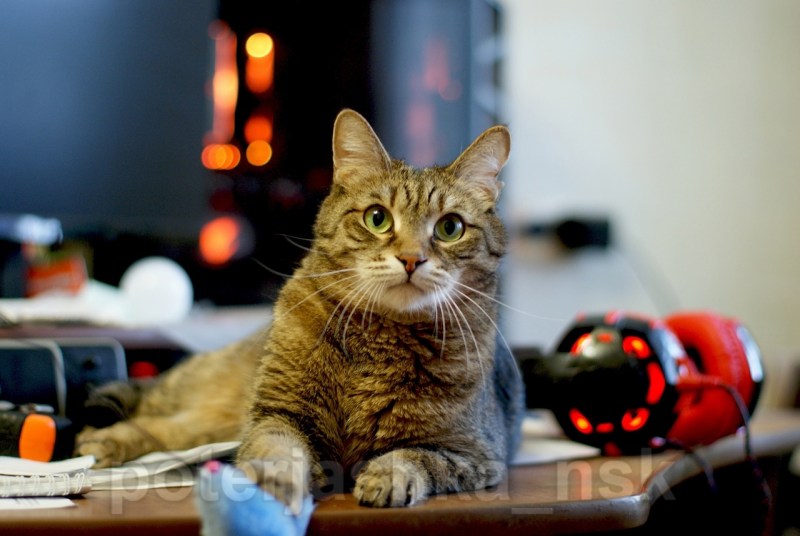 Кот Богач