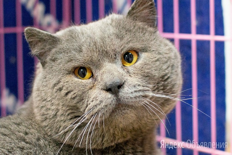 Сиамская кошка