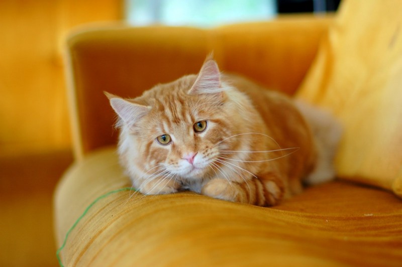 Чёрные коты в костюмах