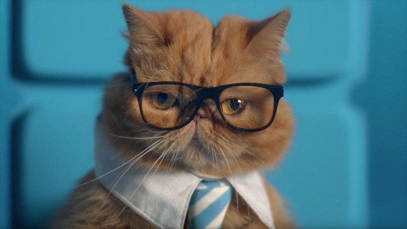Мужчина с белым котом