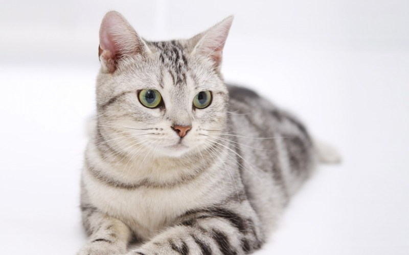 Американская короткошерстная кошка