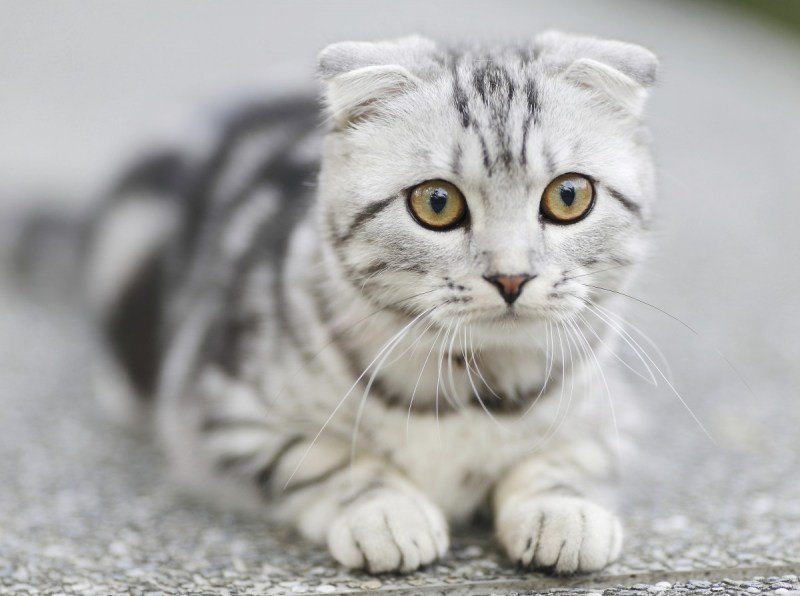 Шотландский вислоухий кот полосатый